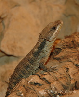 Cordylus tropidosternum - Tropical Girdled Lizard