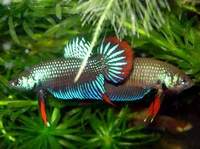 betta Imbellis, most peninsular malaysia, dpt dekat2 sawah.