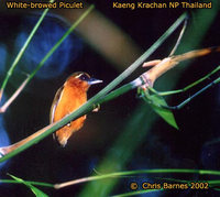 White-browed Piculet - Sasia ochracea