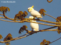 Yellow-crested Cockatoo - Cacatua sulphurea