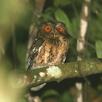 Javan Scops Owl - Otus angelinae