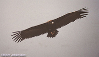 Cinereous Vulture - Aegypius monachus