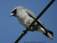 Black-faced Woodswallow - Artamus cinereus