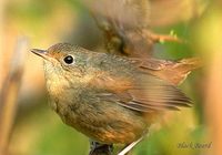 White-bellied Redstart - Hodgsonius phaenicuroides