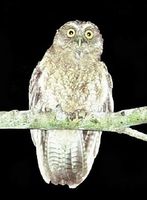 Little Sumba Boobook - Ninox sumbaensis