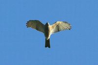 Collared Sparrow Hawk