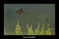 Tawny Grassbird