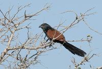 Madagascar Coucal (Centropus toulou) photo