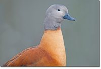 South African Shelduck - Tadorna cana