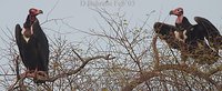 Red-headed Vulture - Sarcogyps calvus