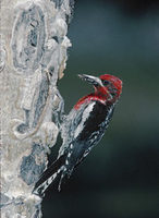 Red-breasted Sapsucker (Sphyrapicus ruber) photo