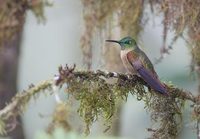 Fawn-breasted Brilliant (Heliodoxa rubinoides) photo