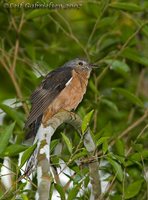 Brush Cuckoo - Cacomantis variolosus