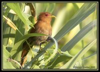 Little Cuckoo - Piaya minuta