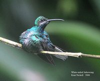 White-tailed Sabrewing - Campylopterus ensipennis