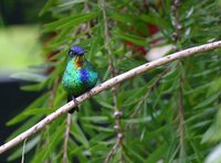 Fiery-throated Hummingbird - Panterpe insignis