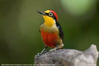Yellow-fronted Woodpecker - Melanerpes flavifrons
