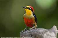 Yellow-fronted Woodpecker - Melanerpes flavifrons