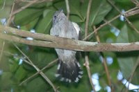 Sooretama Slaty-Antshrike - Thamnophilus ambiguus