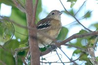 Sooretama Slaty-Antshrike - Thamnophilus ambiguus