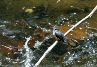 Cassin's Flycatcher - Muscicapa cassini