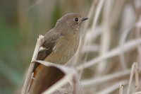 Daurian Redstart - Phoenicurus auroreus