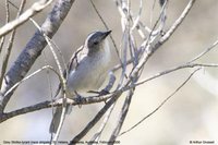 Gray Shrike-Thrush - Colluricincla harmonica