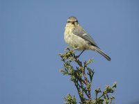 Eurasian Blue Tit - Cyanistes caeruleus