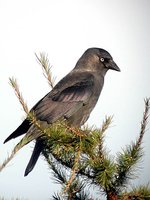 Eurasian Jackdaw - Corvus monedula