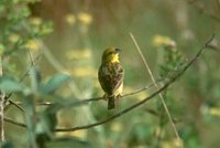 Stripe-tailed Yellow-Finch - Sicalis citrina