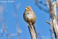 Canyon Towhee - Pipilo fuscus