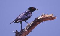 Shelley's Starling, Lamprotornis shelleyi