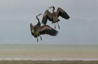 White-faced Heron (Ardea novaehollandiae)