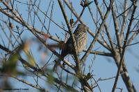 *NEW* White-tipped Plantcutter - female