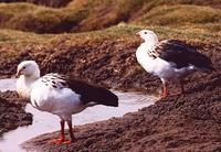 Andean Goose