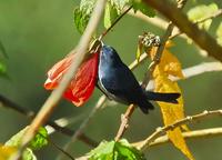 Slaty Flowerpiercer Close-up  