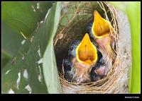 Ashy Prinia / Wren Warbler  - Chicks