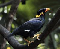 Hill Myna