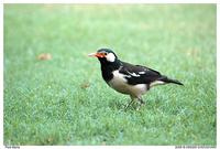 Pied-Myna Flickr