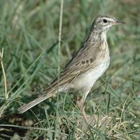 Grassland Pipit p.304