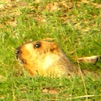 Himalayan Marmot