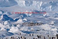 ...FT0118-00: Emperor Penguin colony situated amongst small frozen in icebergs by the ice shelf. An