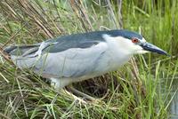 black crowned heron.jpg (126454 bytes)