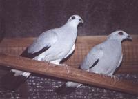 Silver Pigeon Columba argentina