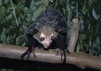 Aye Aye (lemur), Daubentonia madgascarensis, Madagascar (25344)