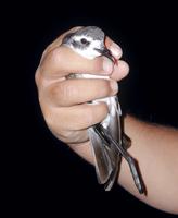 White-faced Storm-petrel (Pelagodroma marina)