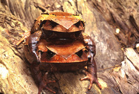 : Brachytarsophrys intermedius