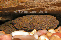 : Cryptobranchus alleganiensis; Hellbender