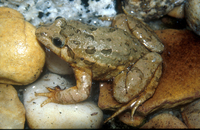 : Discoglossus galganoi; Iberian Painted Frog