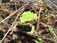 : Hyla arborea; Common Tree Frog